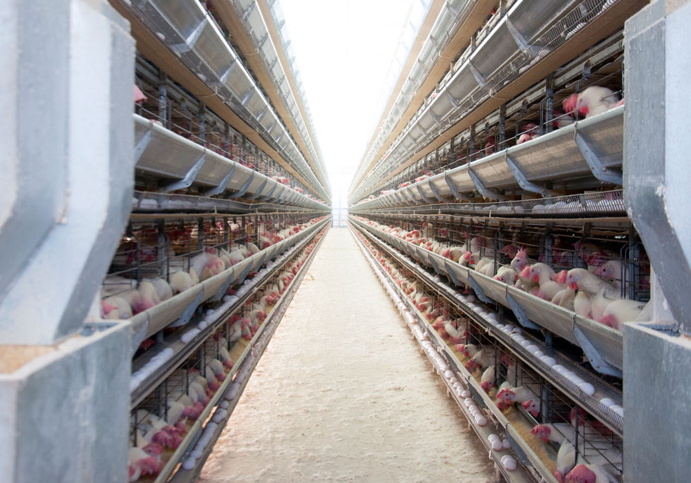 Innovación en Producción 1