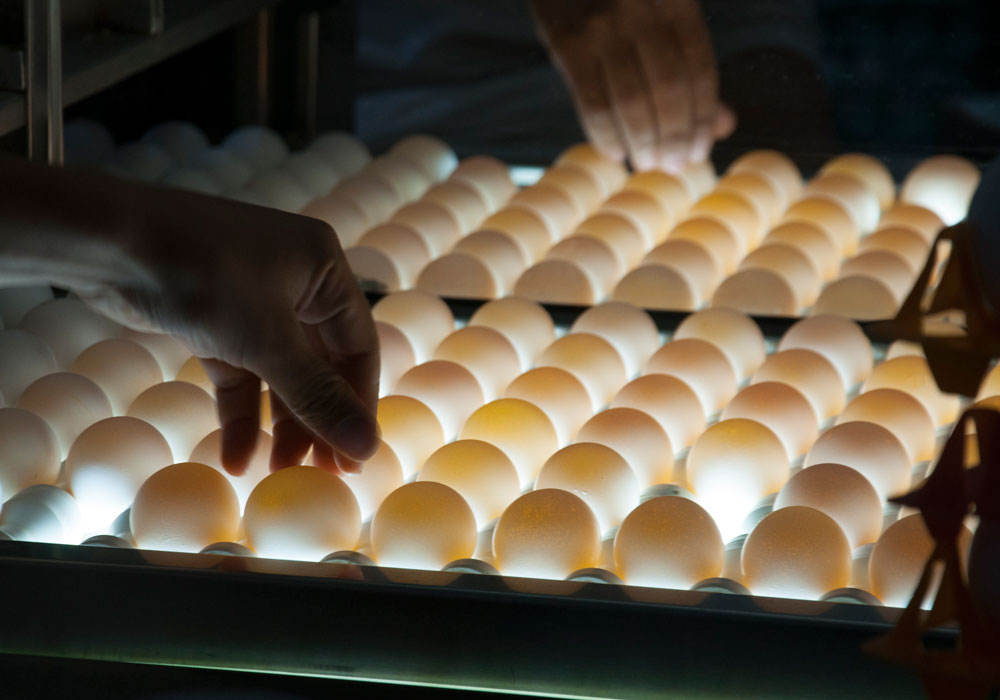 Innovación en Producción 3